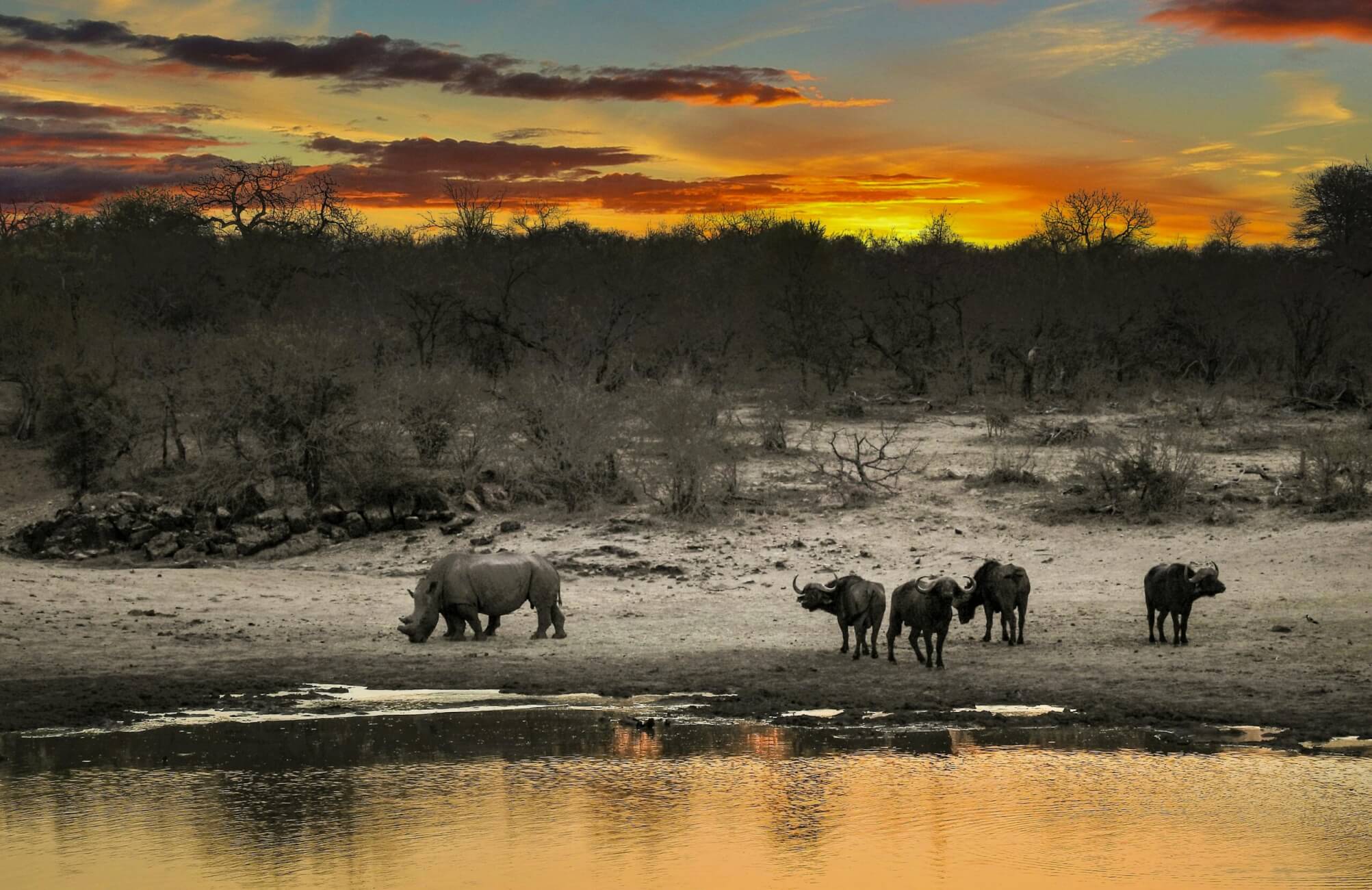 African Safari Immersion, showing wildlife during a game drive